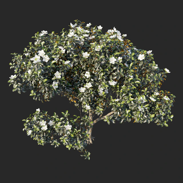 Magnolia grandiflora 04 — Скачать