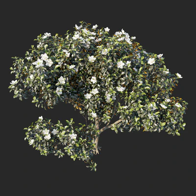 Magnolia grandiflora 04 — Вид 2