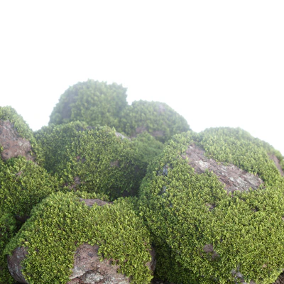 Mossy rock garden collection vol 140 — Ver 7