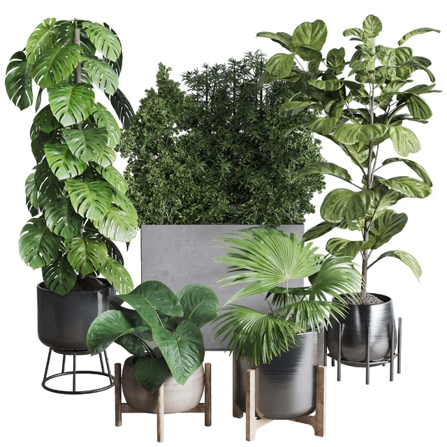 Collection indoor plant 251 ficus lyrata monstera palm in a wooden and metal pot — Descargar