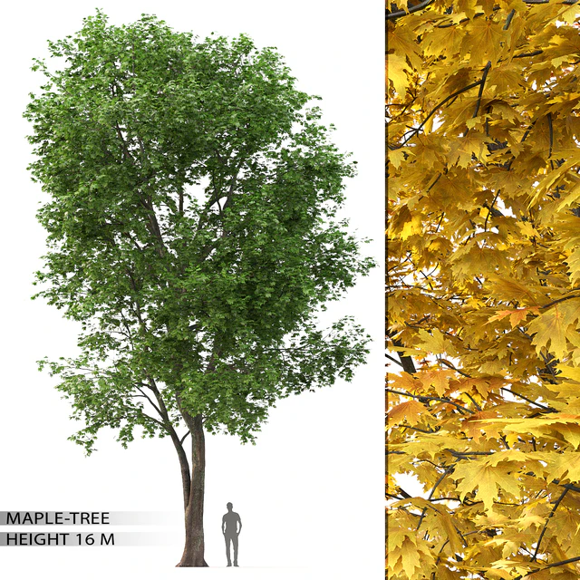 Maple — Скачать