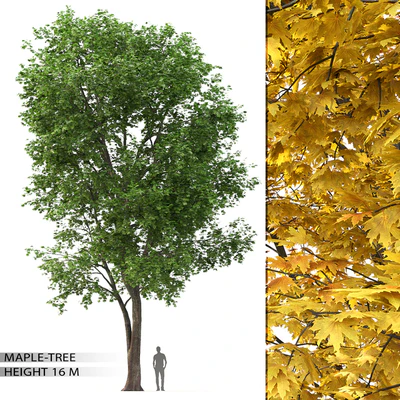 Maple — Вид 1