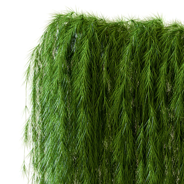 A wall of drooping plant branches — Descargar