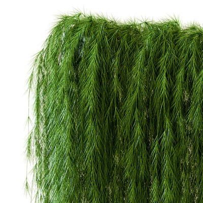 A wall of drooping plant branches — Ver 3