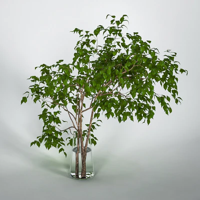 Branches with leaves — Descargar