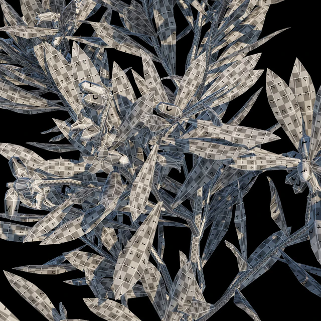 Leucopogon parviflorus, shrub — Descargar