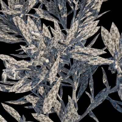 Leucopogon parviflorus, shrub — Ver 3