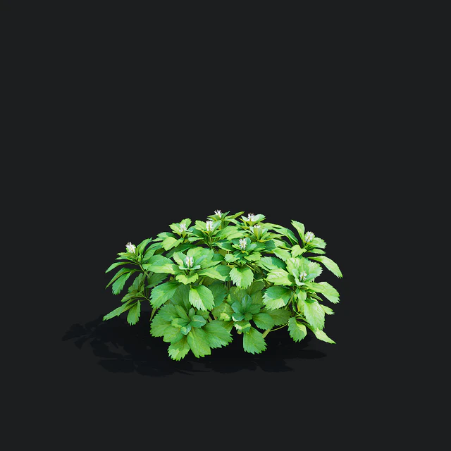 Пахизандра верхушечная кусты | Pachysandra terminalis — Скачать