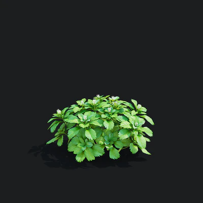 Пахизандра верхушечная кусты | Pachysandra terminalis — Вид 7