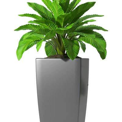 PEACE LILLY P28 — Ver 3