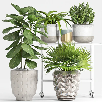PLANT SET -59 — Ver 1