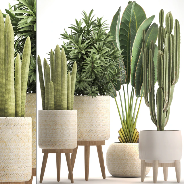 Collection of plants 320. White basket, dracaena, ravenala, banana, cereus, cactus, sansevieria, interior, indoor, Scandinavian style, strelitzia — Descargar
