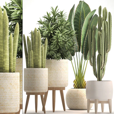 Collection of plants 320. White basket, dracaena, ravenala, banana, cereus, cactus, sansevieria, interior, indoor, Scandinavian style, strelitzia — Ver 1