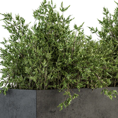 Outdoor Plants tree in Concrete Box - Set 126 — Ver 5