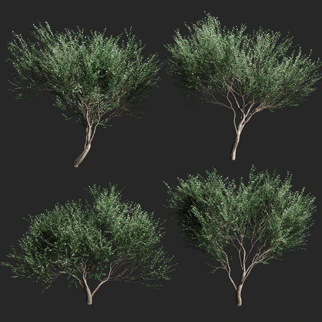 Set of olive trees v2. 4 models — Descargar