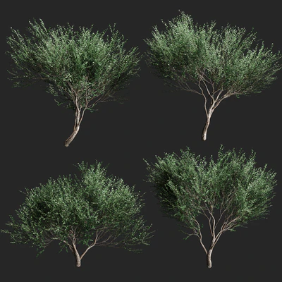 Set of olive trees v2. 4 models — Ver 1