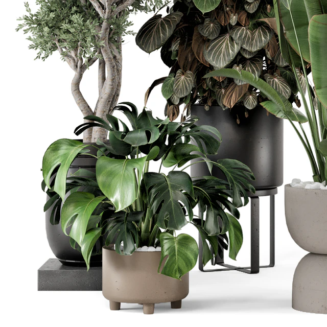 Indoor Plants in Ferm Living Bau Pot Large - Set 1204 — Descargar