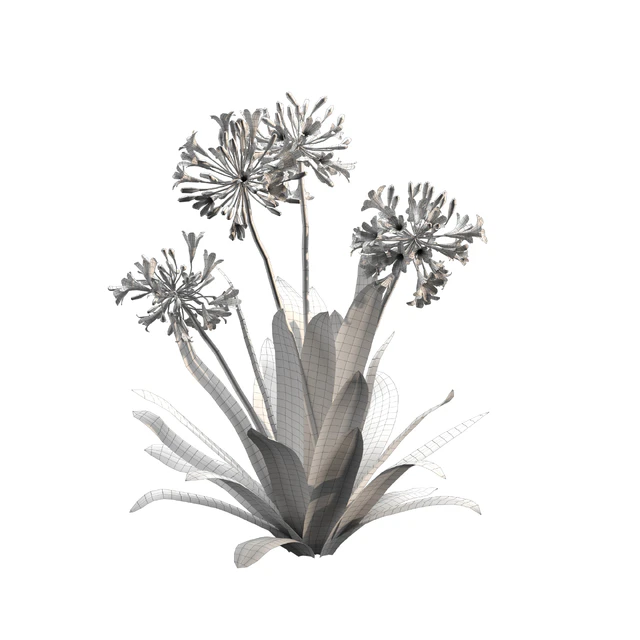 Agapanthus 02 — Descargar