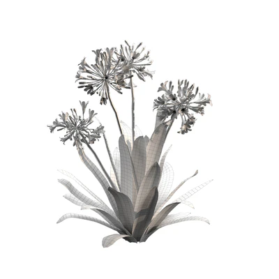 Agapanthus 02 — Ver 7