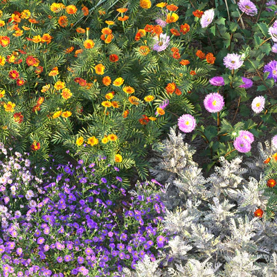 Flower garden 4 — Ver 5