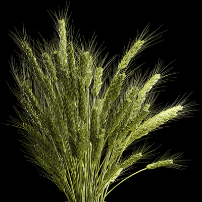 Bouquet of green flowers in a glass vase for decoration of wheat branches, spikelet. 265. — Ver 7
