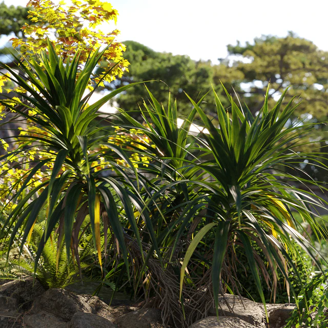 Pandanus amaryllifolius | Pandan leaves | Edible pandan 02 — Descargar