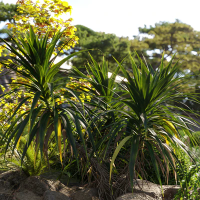 Pandanus amaryllifolius | Pandan leaves | Edible pandan 02 — Ver 2