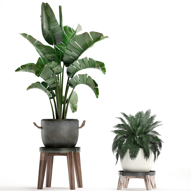 Collection of plants in modern black and white pots with a flower stand Banana palm, strelitzia, palm. Set 459. — Descargar