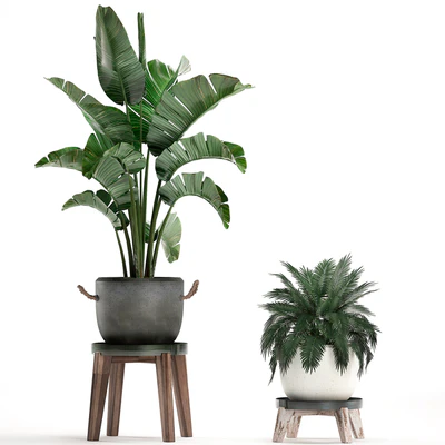 Collection of plants in modern black and white pots with a flower stand Banana palm, strelitzia, palm. Set 459. — Ver 5
