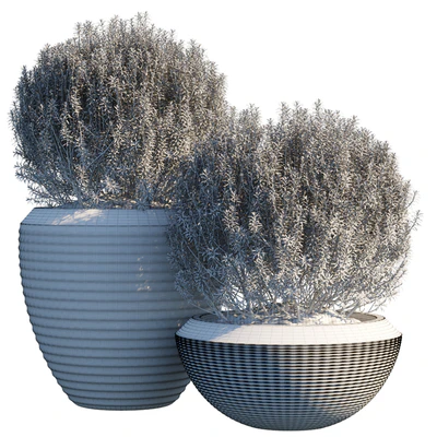 Plant in pots # 3 — View 2