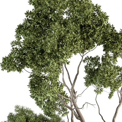 Garden Set Broadleaf Tree - Outdoor Plants Set 360 — Ver 4