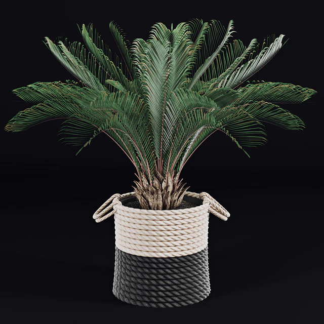 Palms in baskets — Descargar