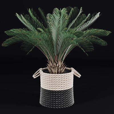 Palms in baskets — Ver 3