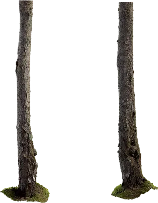 birch tree trunk 003 — Descargar