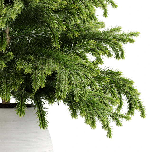 indoor plant Set 18 — Скачать