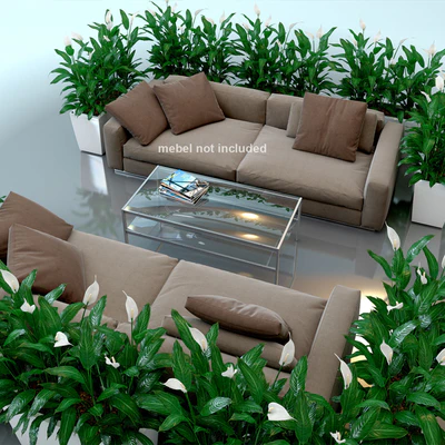 Spathiphyllum Wallis, Spathiphyllum, interior plants, Lechuza, pots, Carara, Spathiphyllum — Ver 3