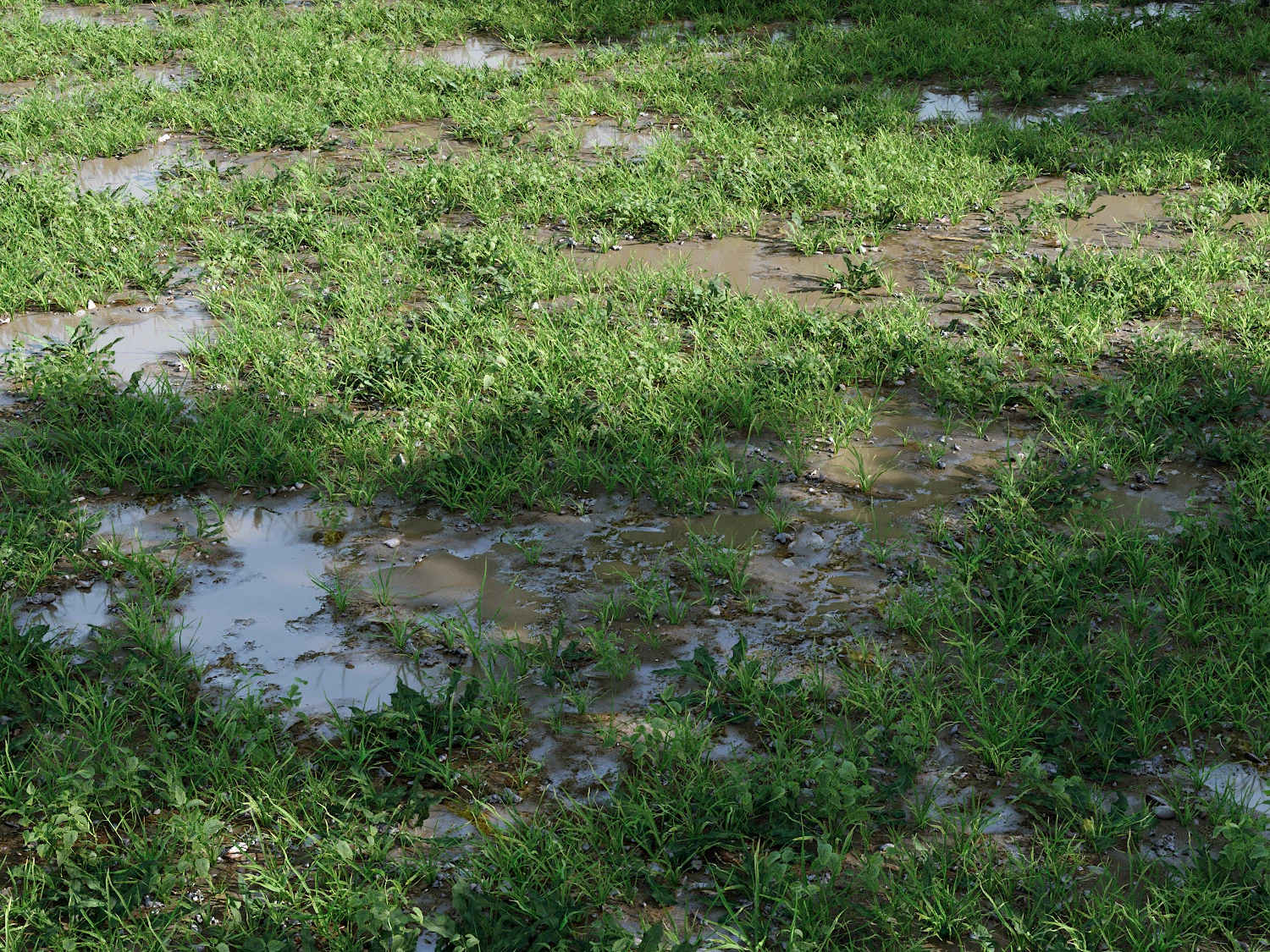 cajuns grass pack — Скачать