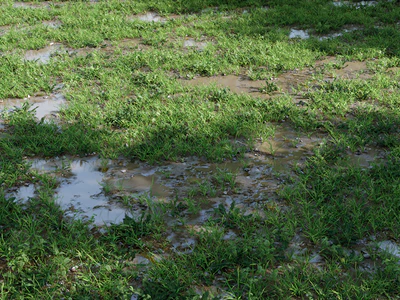 cajuns grass pack — download