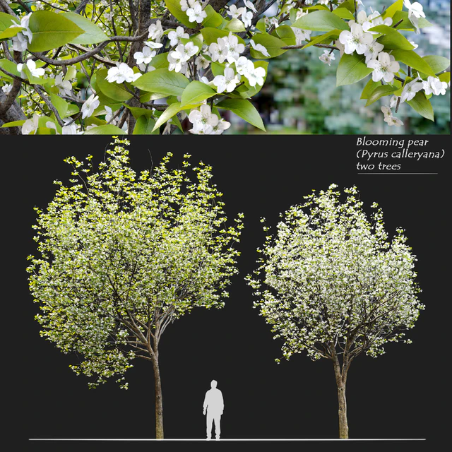 Callery pear (pyrus calleryana) — Скачать