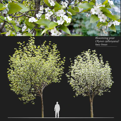 Callery pear (pyrus calleryana) — Вид 1