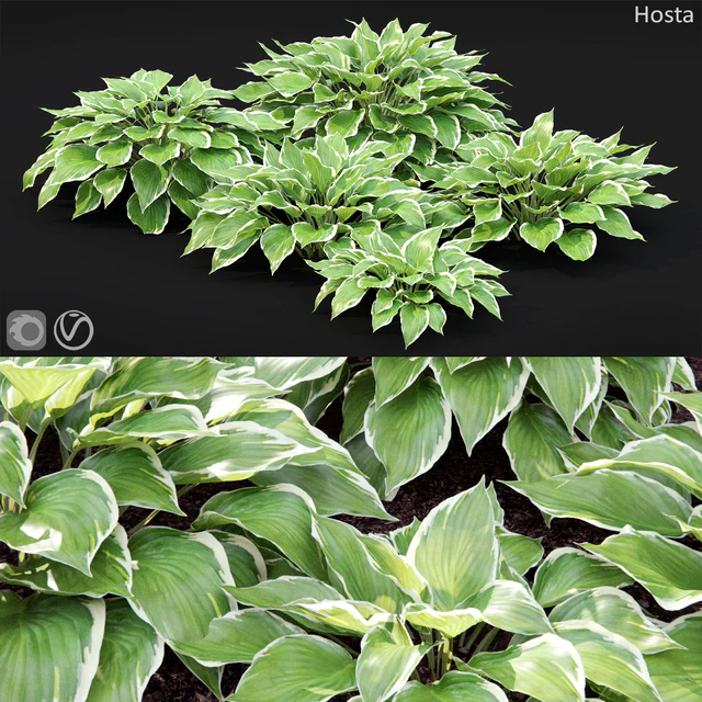 Hosta — Скачать