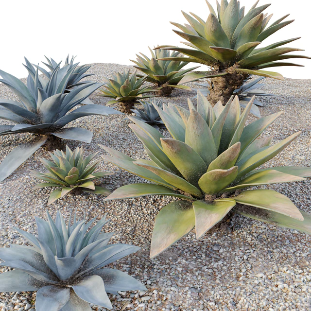 Agave 03 — Descargar