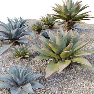 Agave 03 — Ver 6