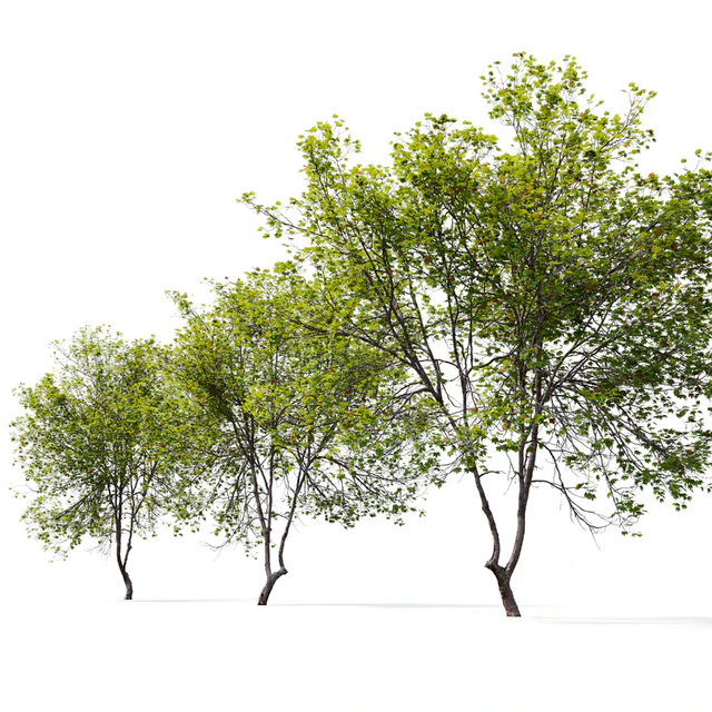 Acer Saccharinum 02 — Скачать