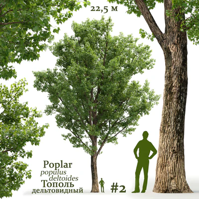Poplar / Populus deltoides #2 — Ver 1
