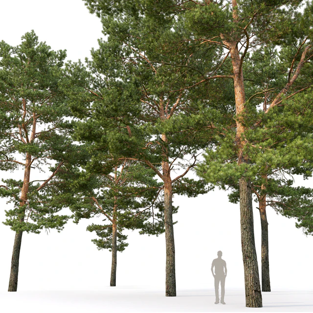 Pine — Descargar