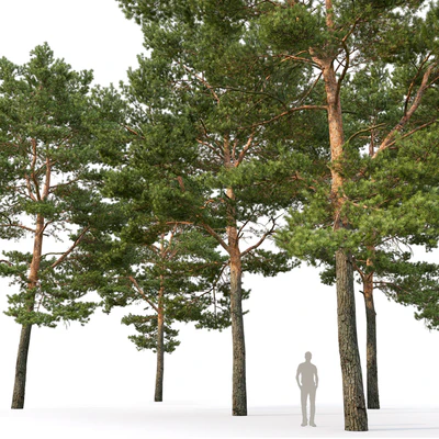 Pine — Ver 5