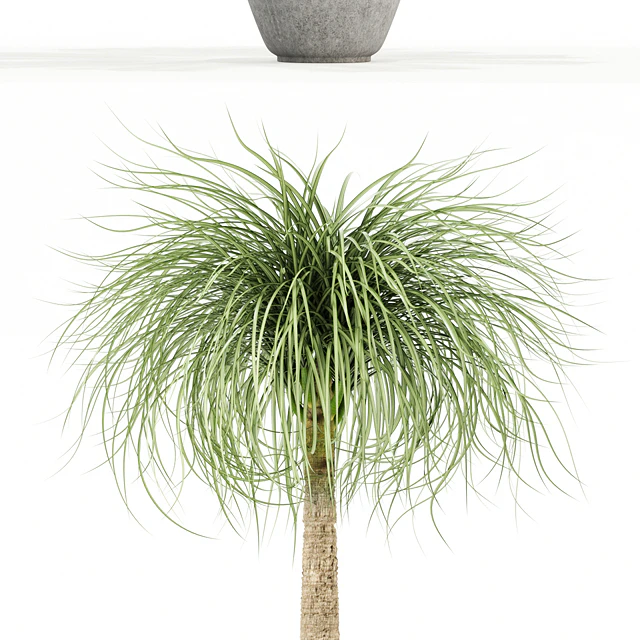 Plants collection 103 — Descargar