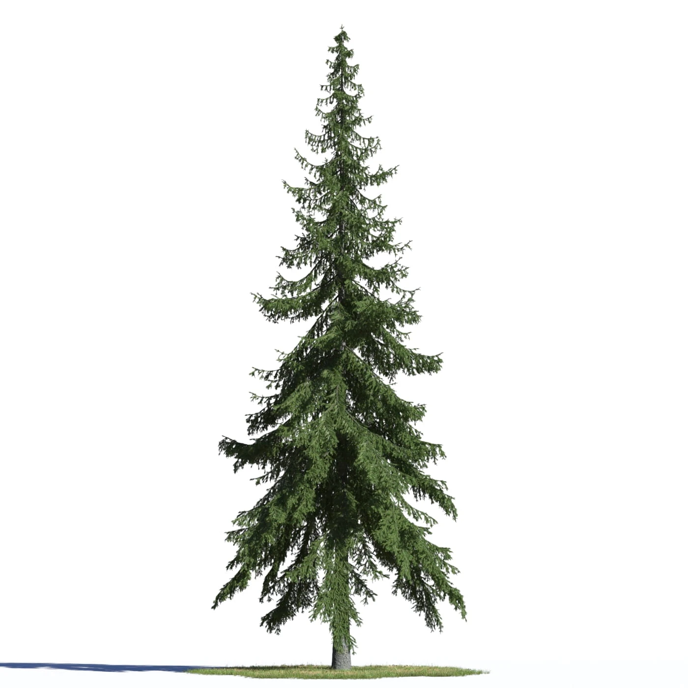 coniferous trees 002 — Descargar