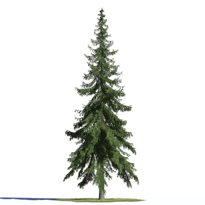 coniferous trees 002 — Descargar